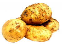 Картофель (новый урожай)     Россия